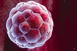 _89586118_p6800679-human_blastocyst-spl