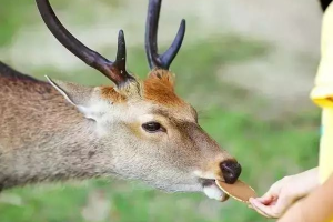 小鹿