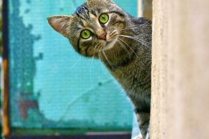 https://www.livescience.com/animals/domestic-cats/the-history-of-cat-domestication