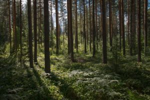 Photo by Rural Explorer on Unsplash